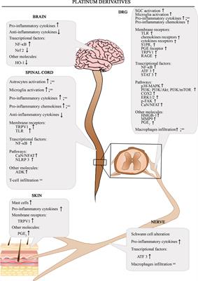 Neuroinflammatory Process Involved in Different Preclinical Models of Chemotherapy-Induced Peripheral Neuropathy